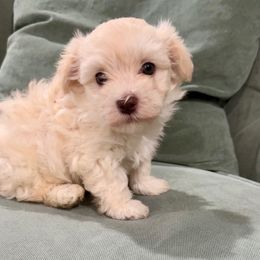 Boy 2 - Cream male Havanese puppy in Whittier, California from Socal Havanese