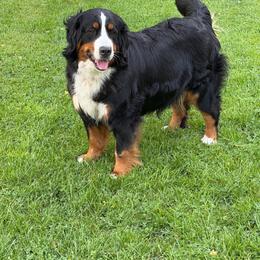 Poppy - Bernese Mountain Dog