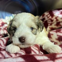 Melody - Parti female Miniature Schnauzer puppy in Menifee, California from Moonshine’s Minis