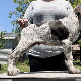 Boy 1 - German Shorthaired Pointer puppy in Walford, Iowa from Wild Rose GSP's