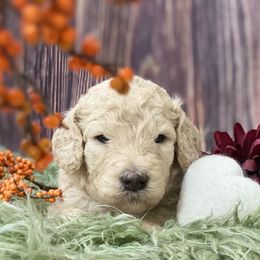 Goldendoodle Puppies from New Jersey Doodles