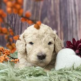 Goldendoodle Puppies from New Jersey Doodles