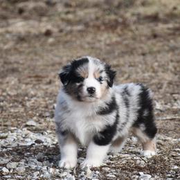 Mignon - Blue merle male Australian Shepherd puppy in Kirksville, Missouri from BellSharps Australian Shepherds