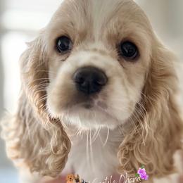 Cavalier King Charles Spaniels, Cocker Spaniels, Dachshunds, and Pembroke Welsh Corgis from Versatile Ohana