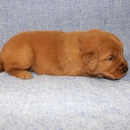 Ariel - Dark golden female Golden Retriever puppy in New Weston, Ohio from Bertke AKC Golden Retrievers and Bernese Mountain Dogs