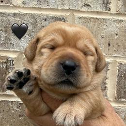 Black collar - Yellow female Labrador Retriever puppy in Clinton, Tennessee from Summer Rose