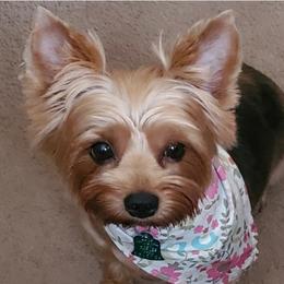 Molly - Yorkipoo