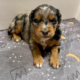 Applejack - Blue merle male Aussiedoodle puppy in Heber City, Utah from Junipersdoodles