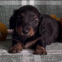 Larry - Sable male Dachshund puppy in Alice, Texas from Crimson’s longhair Dachshunds