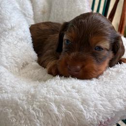CKC Oakley - Chocolate and tan female Dachshund puppy in Cape Coral, Florida from Duker’s Dachshunds