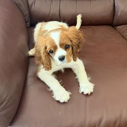 Cavalier King Charles Spaniel puppies from FairWilde