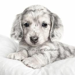 Dachshund Puppies from RRD