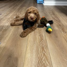 Goldendoodle Puppies from Moon Goldendoodles