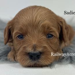 Sadie- Petite - Red  female Goldendoodle puppy in Milford, Indiana from Railway Acres Kennel