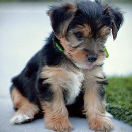 Orion - Parti male Yorkshire Terrier puppy in Riverview, Florida from Luna's Treasures