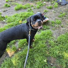 Red boy - Black and mahogany male Rottweiler puppy in Massachusetts from Von Gogginhaus Rottweilers