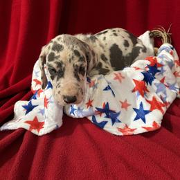 Great Dane Puppies from DeBruce Danes