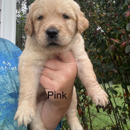 Pink - Golden female Golden Retriever puppy in Jesup, Georgia from Painted Platinum Retrievers (Painted Platinum Kennel) PPK