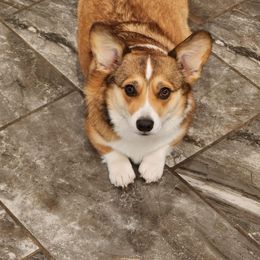 Reese - Pembroke Welsh Corgi