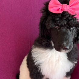 Girl 6 - Parti Poodle puppy in Beloit, Wisconsin from Parti Poodle Ranch