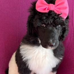 Girl 6 - Parti Poodle puppy in Beloit, Wisconsin from Parti Poodle Ranch