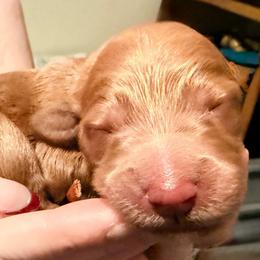 Jack Skeleton - de Orange collar - Apricot male Goldendoodle puppy in Puyallup, Washington from Dawnie’s Doodles