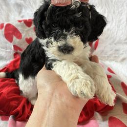 Snow - Black and white female Cockapoo puppy in Adrian, Oregon from ApplebyFarm