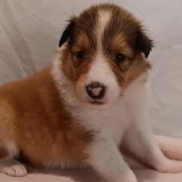 Girl 4 yellow - Sable and white female Collie puppy in Salem, Indiana from Living Blessed Collies