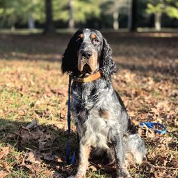 Gannon - English Springer Spaniel