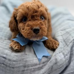 Kenny - Red sable male Havapoo puppy in Loveland, Colorado from Littledoodles2love