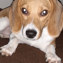 Beagles from Kylene's Beagles