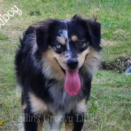Cowboy - Miniature Australian Shepherd