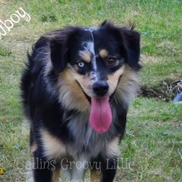 Cowboy - Miniature Australian Shepherd