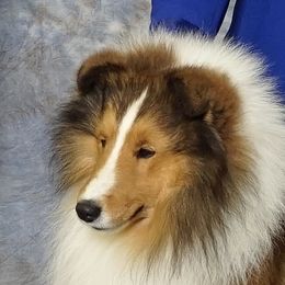 Shetland Sheepdogs from Mary L Franzoni