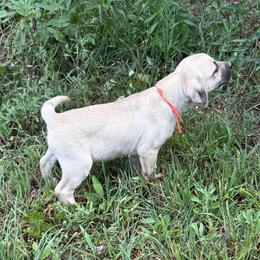 Orange - Yellow female Black Mouth Cur puppy in Warsaw, Missouri from Heritage Cow Dogs
