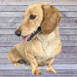 Peanut - Dachshund