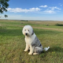 Bunny - Sheepadoodle