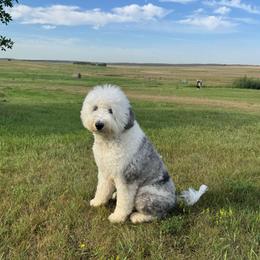 Bunny - Sheepadoodle
