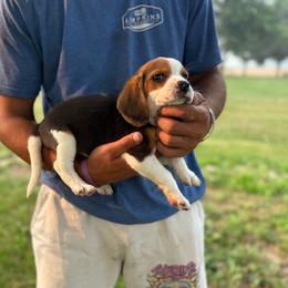 Boy 3 - Black fawn and white male Beagle puppy in Hudson, Michigan from Bachman’s Kennel