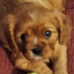 Cavalier King Charles Spaniels from Empress Cavaliers