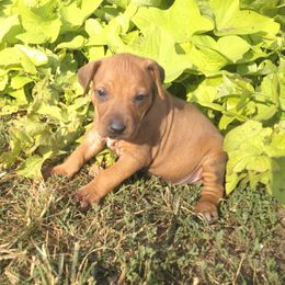 Maggie - Rd whtn blk nose female Rhodesian Ridgeback puppy in Carney, Oklahoma from River Run Parson Russell terriers & River Run Ridgebacks