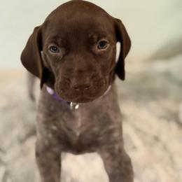 Moxy - Liver roan female German Shorthaired Pointer puppy in Conroe, Texas from The Tipsy Rabbit