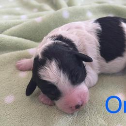 Boy 4 - male Cavapoochon puppy in North Lawrence, Ohio from Liberty Pups