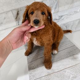 Crush - Red  female Poodle puppy in Mesa, Arizona from Desert Doodles