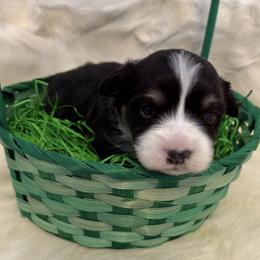 Finnegan - Black and tan male Pembroke Welsh Corgi puppy in Menomonie, Wisconsin from Rocking Ridge Ranch
