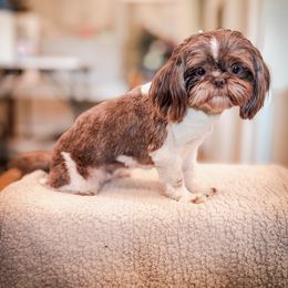 Ruby Ru - Companion Cross