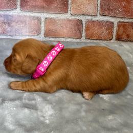 Poppy - Red female Dachshund puppy in North Auburn, California from Northern Doxie