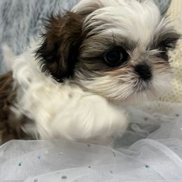 Shih Tzu Puppies from Bay Area Shih Tzu