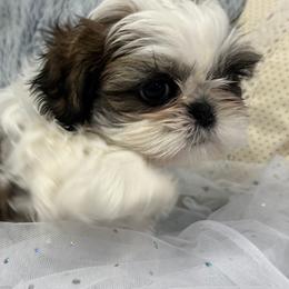Shih Tzu Puppies from Bay Area Shih Tzu