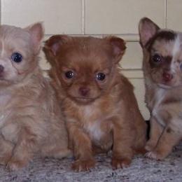 Chihuahua puppies from Rocky Top Hearts